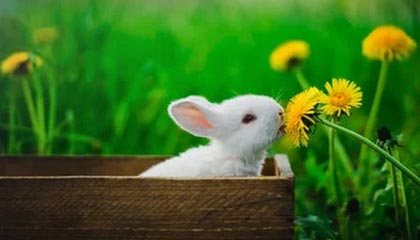 乐鱼官网安全-赛事新玩法：混合现实让球迷身临其境，混合现实技术包括什么